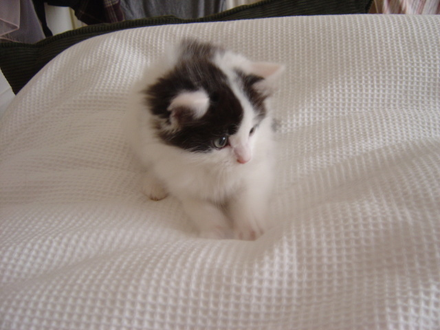 ready to pounce 6