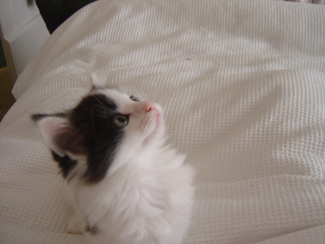 ready to pounce 7