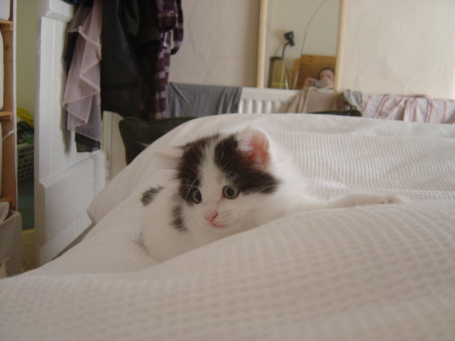 ready to pounce 8