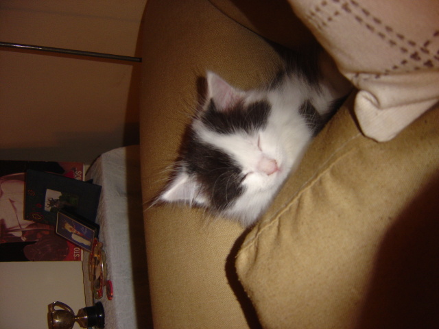 snoozing behind cushion