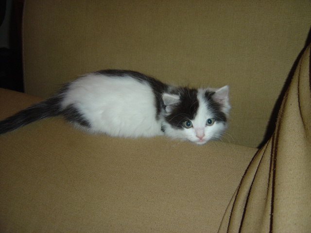 stuck in couch