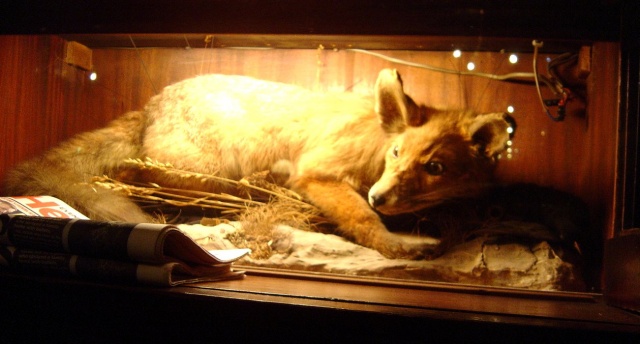 pileup fox
