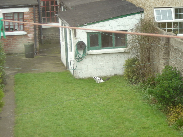 hog visits the neighbours