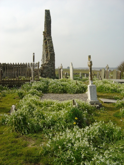 wild garlic in graveyard 2
