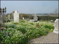 wild garlic in graveyard 3