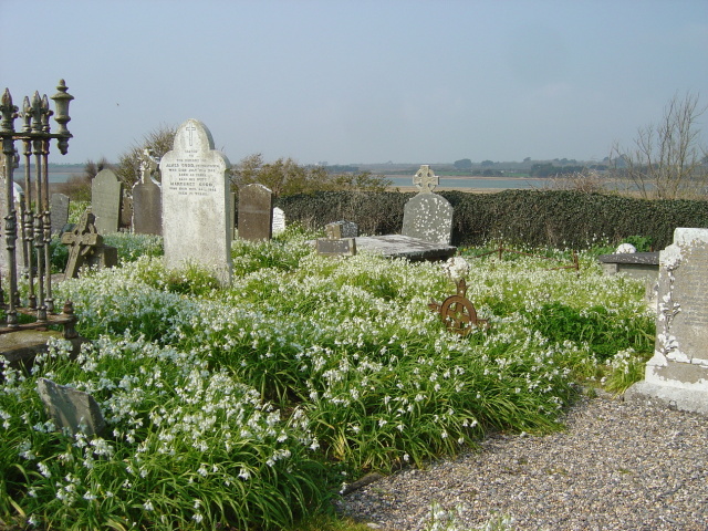 wild garlic in graveyard 3