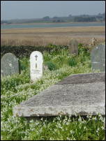 wild garlic in graveyard 6