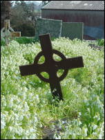 wild garlic in graveyard 7