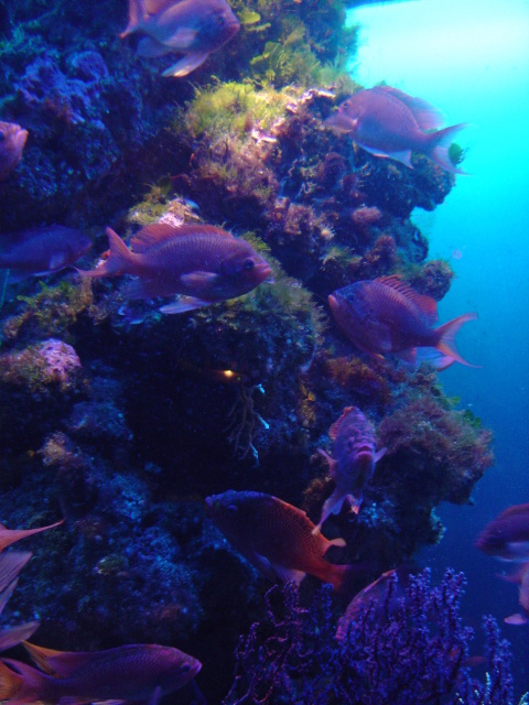 manaco aquarium 2