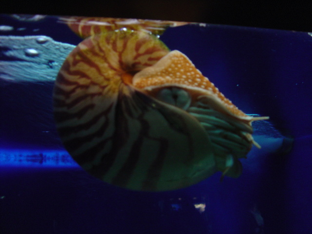 manaco aquarium nautilus