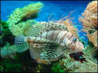 manaco aquarium scorpionfish